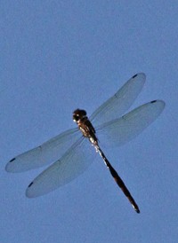 Mocha Emerald